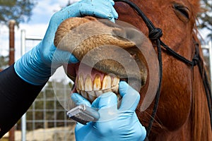 Horse dentistry