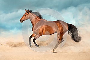 Horse in desert