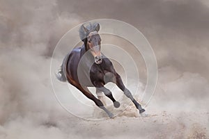 Horse in desert run