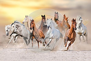 Horse desert run