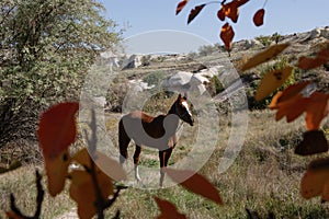 Colours armony in Kapadokya photo