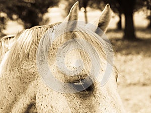 Horse detail (106) head and eye