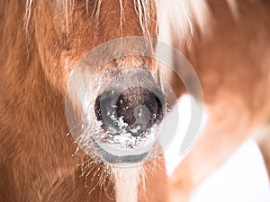 Horse detail (141)