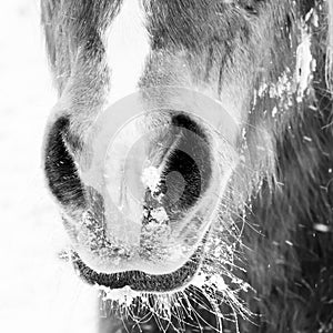 Horse detail 202 nose and nostrils