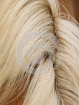 Horse detail (63), fur and mane