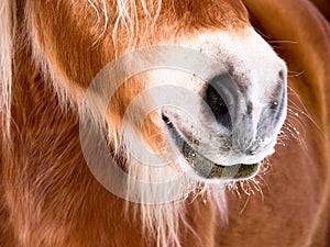 Horse detail (85) nose and nostrils photo