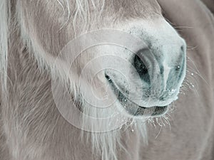 Horse detail (87)