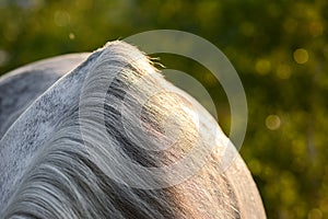 Horse details. Neck and mane of a gray horse in sunlight