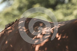 Horse details. Neck and mane of a red horse in the shade of trees