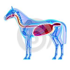 Horse Digestive System - Horse Equus Anatomy - isolated on white