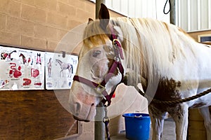 At the horse doctor's