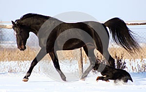 Horse and dog