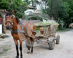 Horse and dog