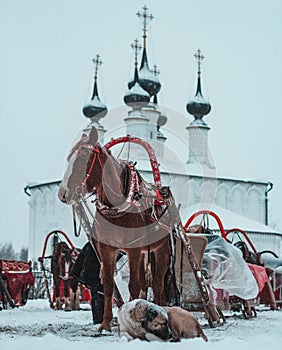 Horse and dog on the background of the church