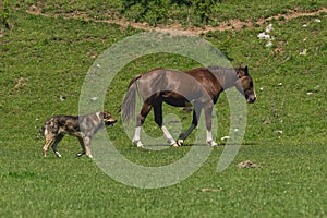 Horse with dog on meadow
