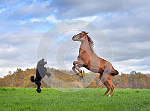 Horse and dog reared up on hind legs