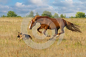 Horse and dog run