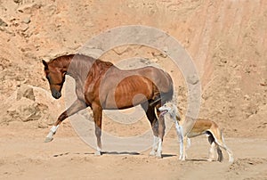 Horse and dog standing on a sand bagkground