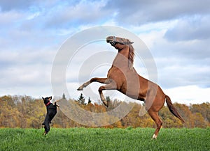 Horse and dog stands on hind legs