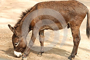 Horse donkey