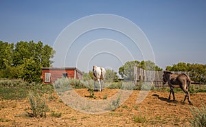 A horse and a donkey walking away