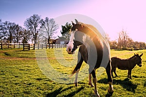 Horse and Donkeyon the farm at sunset