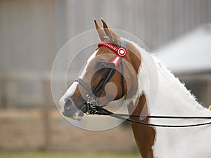 Horse In Double Bridle Head Shot