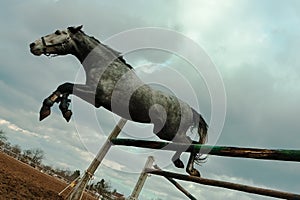 Horse dramatic jump