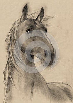 Horse drawing