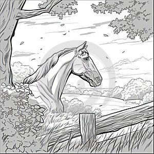 horse drawing Coloring book page