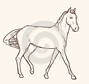 Horse drawing in line art style. Outline of horse hand drawn vector illustration