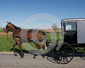 Horse Drawn Amish Carriage