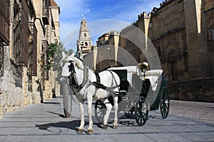 Horse-drawn barouche in front of Mezquita de Cordoba photo