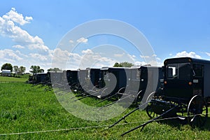 Horse Drawn Buggies Parked on a Farm in a Field
