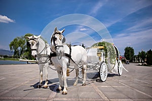 Horse drawn carriage photo