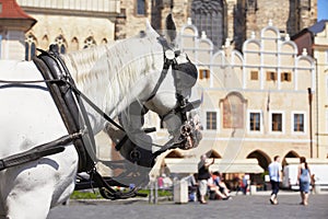 Horse drawn carriage