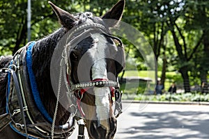 Horse drawn carriage in Central Park (USA