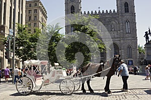 Horse-drawn carriage in front of Notre-Dame Basilica in Montreal