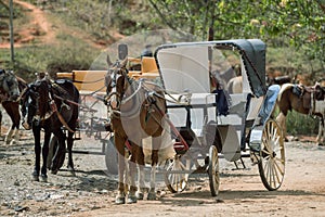 Horse-drawn carriage. A horse with a carriage standing in the countryside.