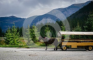 Horse-drawn carriage on mountain road