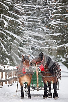 Horse-drawn carriage ride in the Carpathian Mountains
