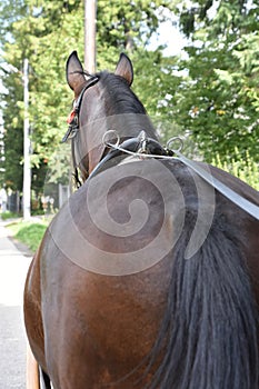 Horse-Drawn Carriage Ride in Zakopane, Poland