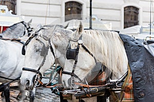 Horse-Drawn Carriage for touristic attraction in the old town of Vienna, Austria at a rainy day