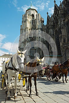 Horse-drawn Carriage in Vienna