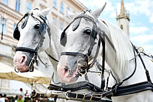 Horse-drawn carriage in Vienna, Austria