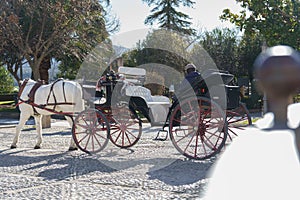 horse-drawn carriage with a white horse