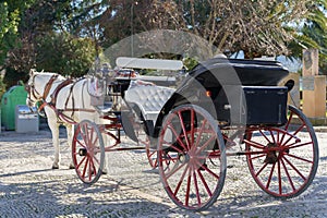 horse-drawn carriage with a white horse