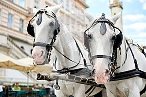 Horse-drawn carriagein Vienna, Austria