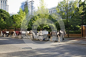 Horse drawn carriages photo