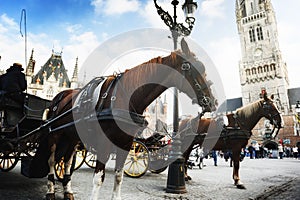 Horse-drawn carriages in Bruges, Belgium